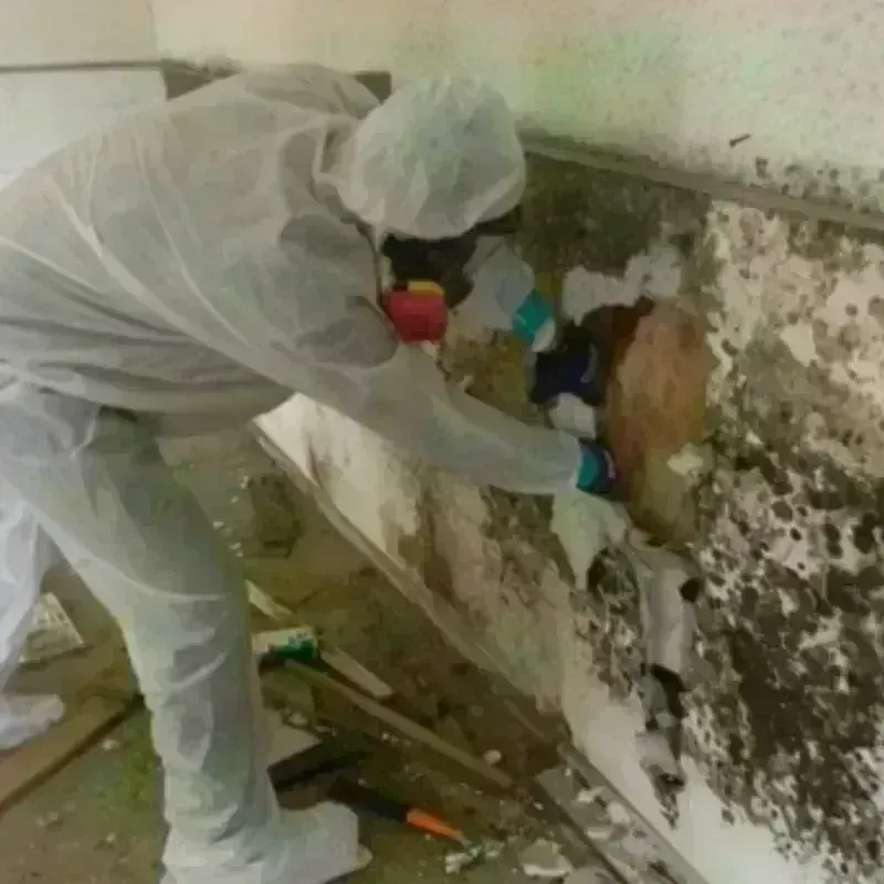 Mold Remediation and Removal in Prairie Ridge, WA